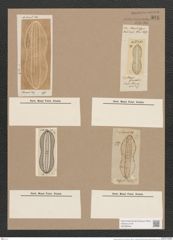 Navicula entomon Ehrh. (de-Toni-Nr.: Genus 1, Species 248) Zeichnungen Sammlung Grunow Nr. 591 (NHMW-BOT-W0366949)